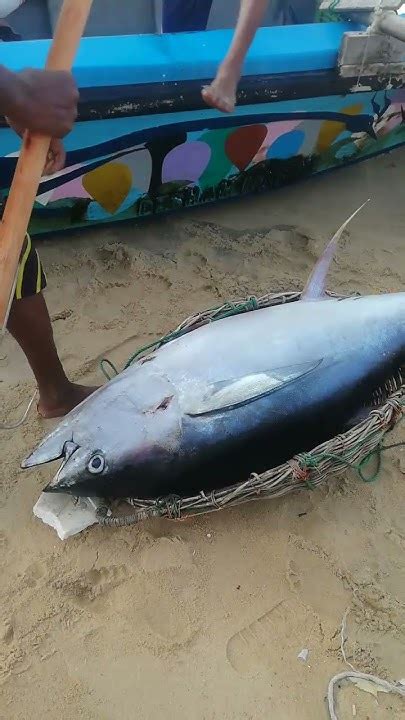 Catching A Giant Yellowfin Tuna From The Boat பெரிய எலோஃபின் டூனா மீனை படகில் இருந்து பிடித்தல்