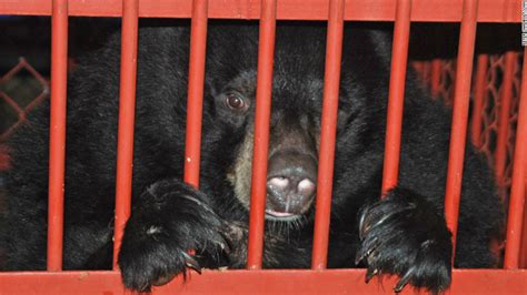 A Second Life For Vietnams Bile Bears Cnn