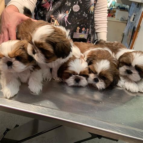 Shih Tzu Puppies For Sale Texas - Shih Tzu Dog