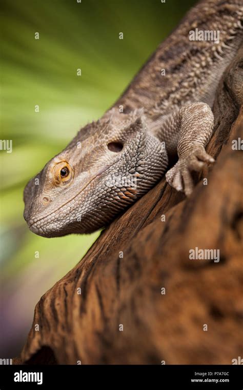 Root Bearded Dragon Agama Lizard Stock Photo Alamy