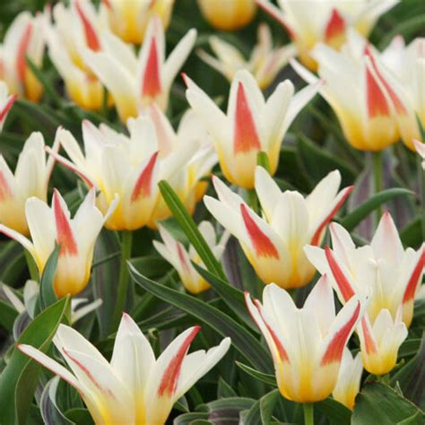 Best Perennial Tulips | 20+ Perennial Tulip Varieties | Bulb Blog