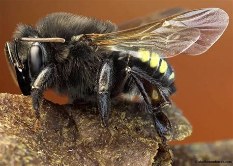 Como Criar Abelha Uruçu Nordestina Mundo Ecologia