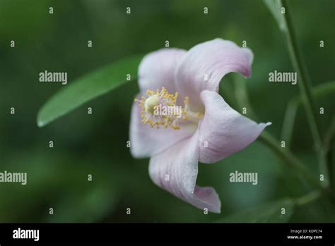 Flower Of Lagunaria Patersonia Stock Photo Alamy
