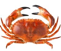 Краб PNG