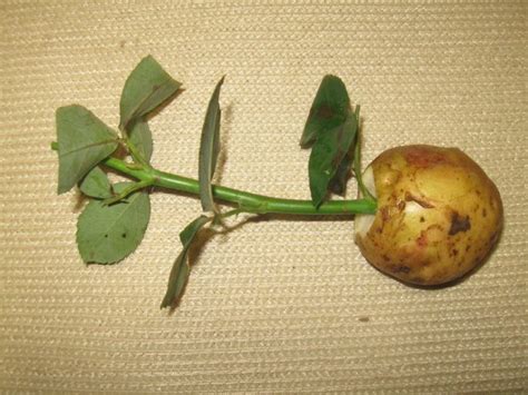 Ways To Grow A Rose In Potatoes With Honey How To Germinate Root A Stalk At Home Reviews On