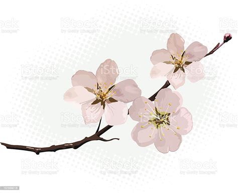 ピンクの桜の花 おしべのベクターアート素材や画像を多数ご用意 おしべ アジア文化 イラストレーション Istock