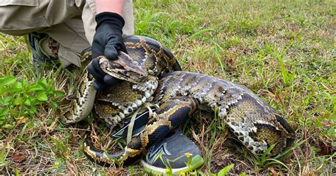 Florida Conservationist And Son Capture Record Setting Pound