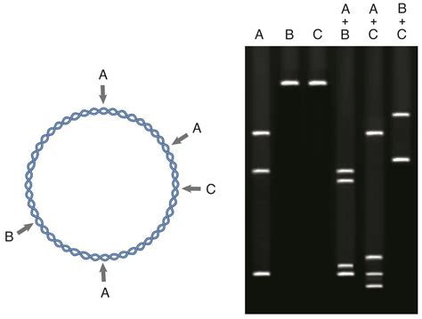 Plasmid Restriction Enzyme Maps