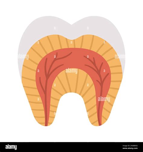 Tooth Anatomy Poster Teeth Structure Scheme Dental Parts Illustration