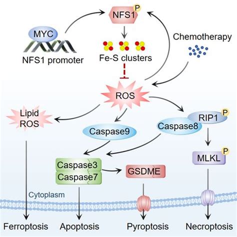 Signal Transduction And Targeted Therapy：发现逆转结直肠癌细胞铂类耐药的新策略 专区 生物谷