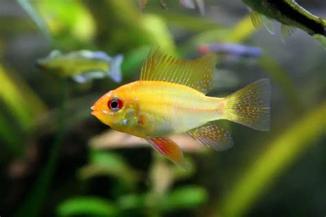 Mikrogeophagus Ramirezi Gold At Viiwestleyblog Blog