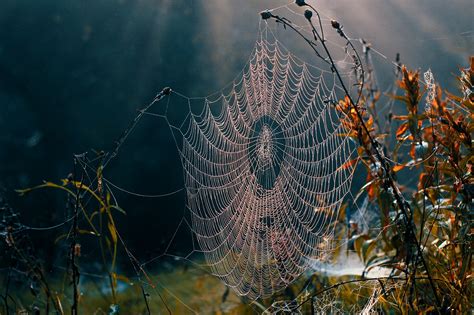 Aracnofobia Causas Del Miedo A Las Arañas Y Cómo Tratarla Buencoco