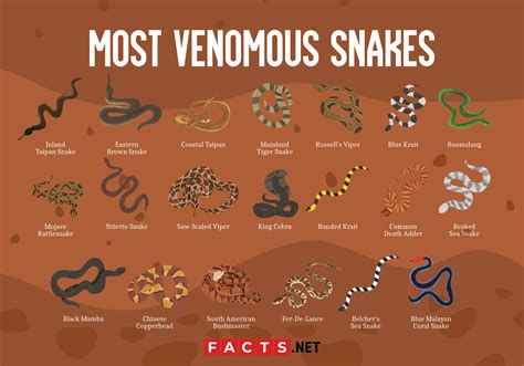 Most Poisonous Snakes