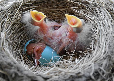 300+ Robin Hatching Stock Photos, Pictures & Royalty-Free Images - iStock