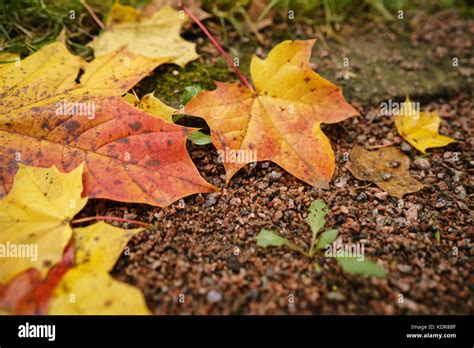 Fallen Autumn Maple Leaf On Ground At The Morning Stock Photo Alamy