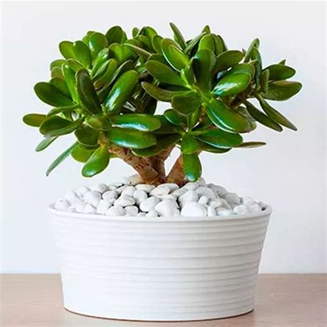 Muda De Planta Jade Crassula Ovata Mini Árvore Bonsai 15cm à venda em