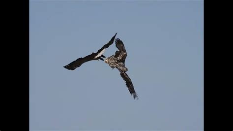 Battle Of The White Tailed Eagles Hokkaido Japan Feb 2024 Youtube