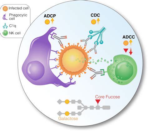 Antibody Dependent Cell Mediated Cytotoxicity An Overview 41 Off