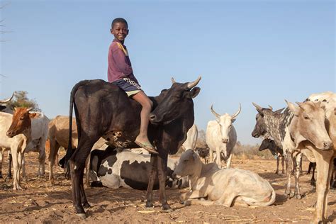 Antoine Boureau Enfant De Ans Assis Sur Le Dos D Une Vache