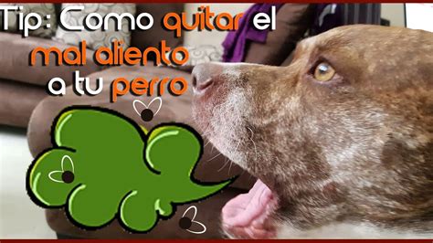 C Mo Eliminar El Mal Aliento En Los Perros Consejos Y Trucos Eficaces