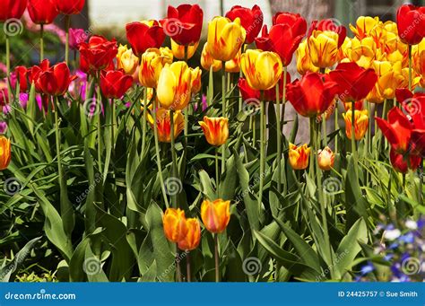 Tulipanes Rojos Y Amarillos Fotografía De Archivo Libre De Regalías