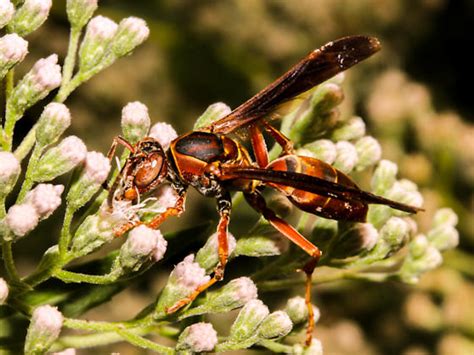 wasp... - Polistes - BugGuide.Net