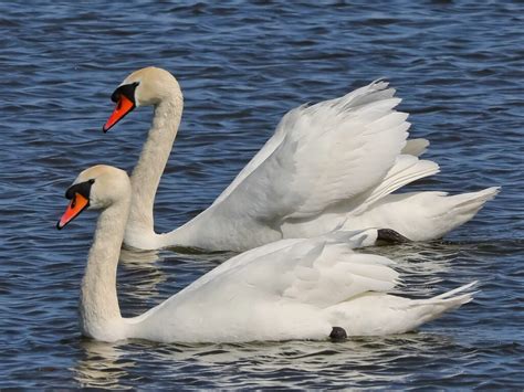 Bei strahlendem Sonnenschein schwamm ein Pärchen Höckerschwäne Cygnus