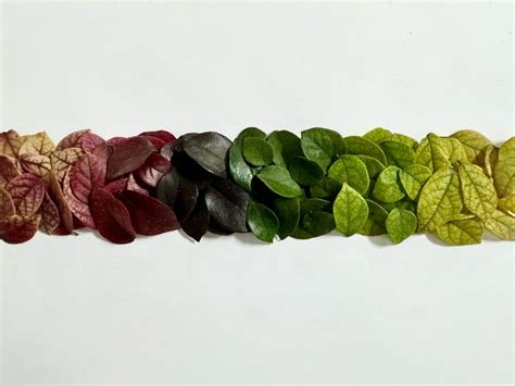 the color pallet – JUJUWANG