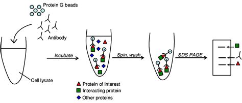 In den meisten Fällen Symptome Forum co ip protocol magnetic beads Polizei Apotheke Wunderlich