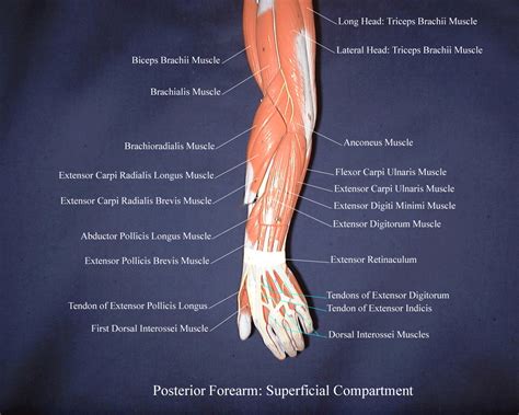 Arm Muscles Anatomy Labeled