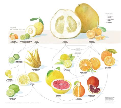 Species New To Science Botany • 2018 Genomics Of The Origin And