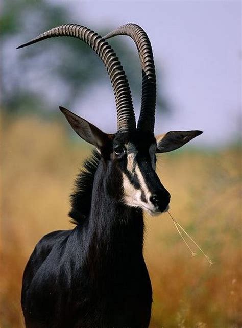 Sable Antelope Unusual Animals Rare Animals Animals