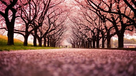 Sakura Trees Landscape Cherry Blossom Trees Path Hd Wallpaper