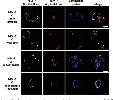 Figure 1 From Simultaneous Dual Colour Tracking Lipid Droplets And