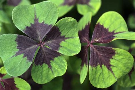 Four Leaf Clover Curious And Unusual Tartans