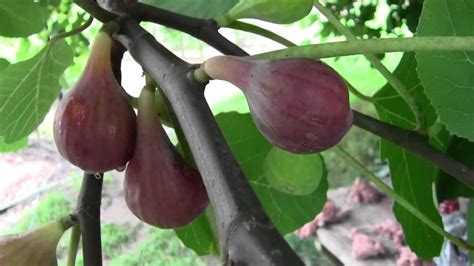 WHEN TO PICK YOUR RIPE FIGS YouTube