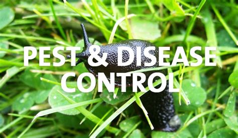 Pest And Disease Control Palmers Garden Centre