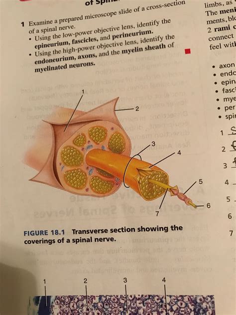 Connective Tissue Covering Of Spinal Nerve Diagram Quizlet