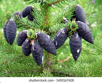 Cones Black Spruce Picea Mariana Stock Photo 1450167428 | Shutterstock