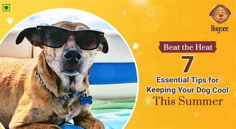 7 Essential Tips For Keeping Your Dog Cool This Summer Dogsee