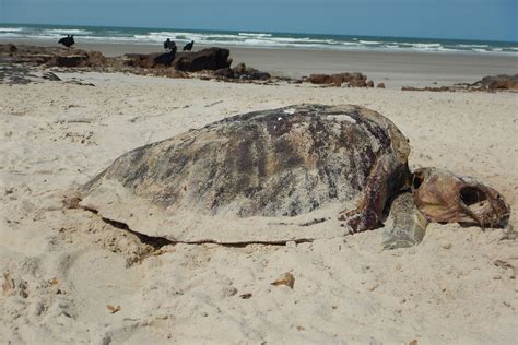 Redes E Polui O Matam Mais Tartarugas No Maranh O