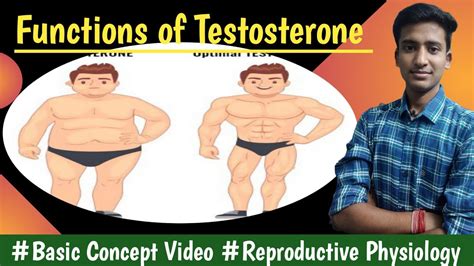 Testosterone And Its Functions Reproductive Physiology Lectures