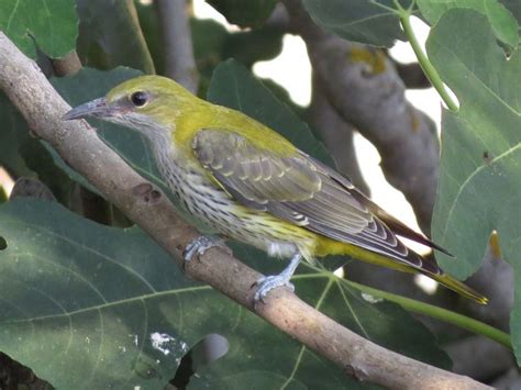 Eurasian Golden Oriole - eBird | Animali, Uccelli