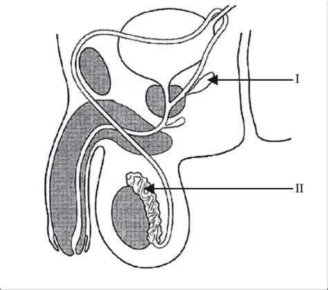 Female Reproductive System Diagram No Labels