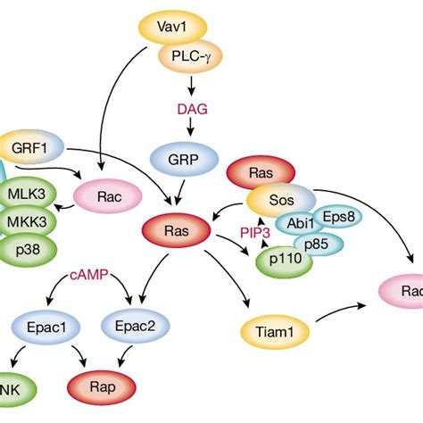 A Biochemical Model For Guanine Nucleotide Exchange Factor Activation