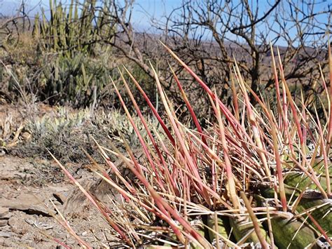 Ferocactus emoryi rectispinus from Mulegé Municipality BCS Mexico on