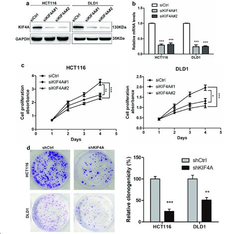 Kif A Promotes Migration And Invasion Of Crc Cells A Knockdown Of