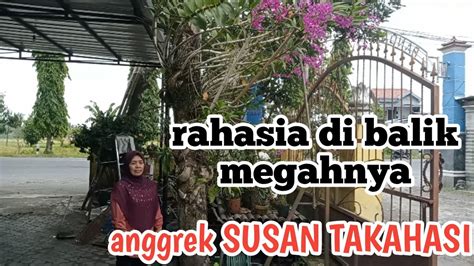 TERNYATA INI Pupuk Penyubur Anggrek SUSAN TAKAHASI Tumbuh Subur