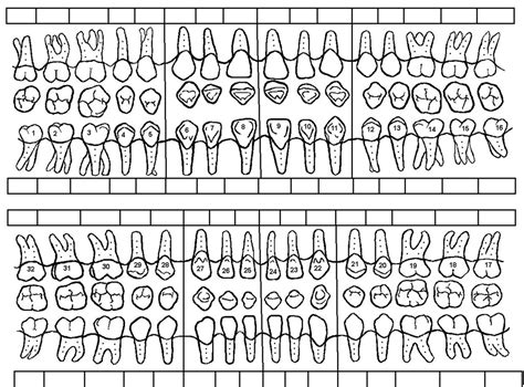 Dental Tooth Surfaces Diagram Quizlet