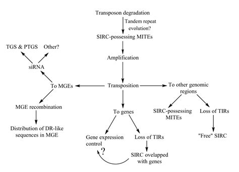 Hypothetical Scheme Of Sirc Emergence Distribution Throughout The